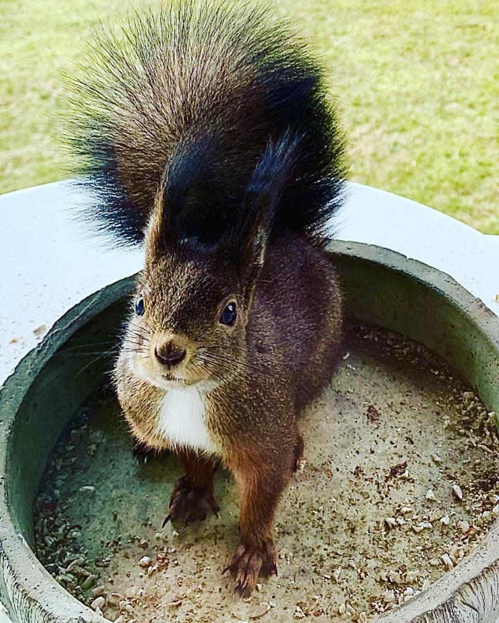 Fewo Fuchs Saig Lenzkirch Zewnętrze zdjęcie